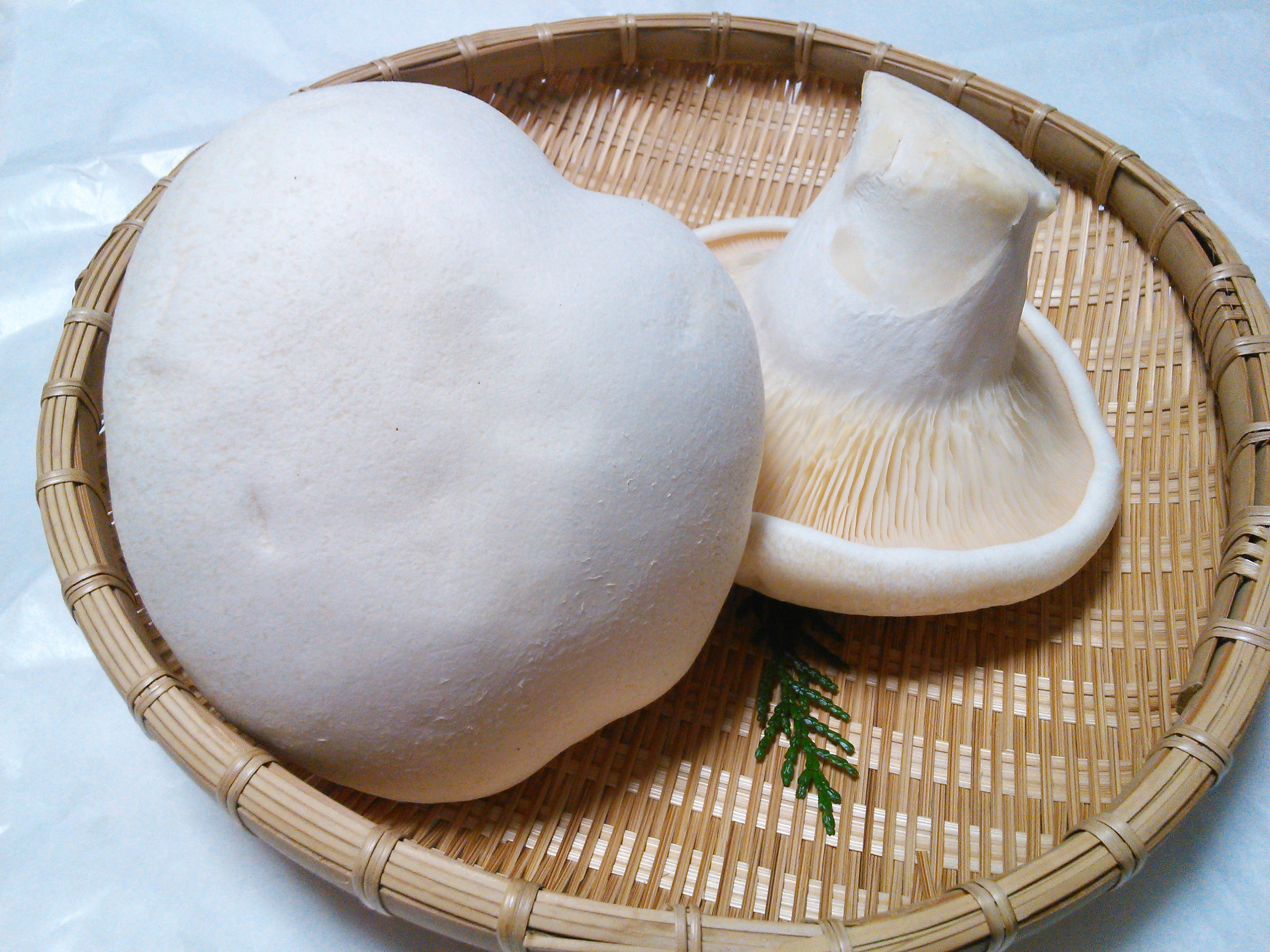 あわび茸