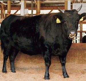 神石牛（肥育牛）