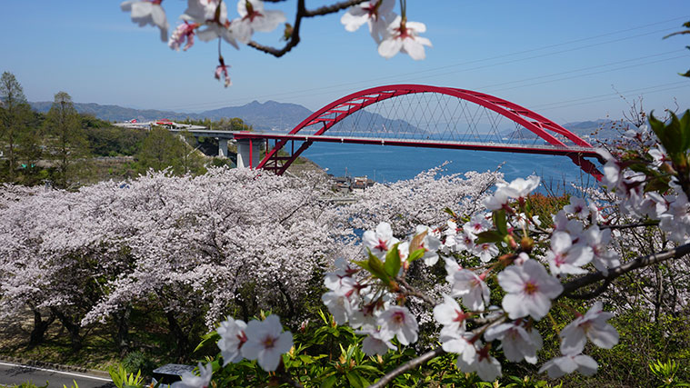 写真deお花見「ひろしま桜名所」
